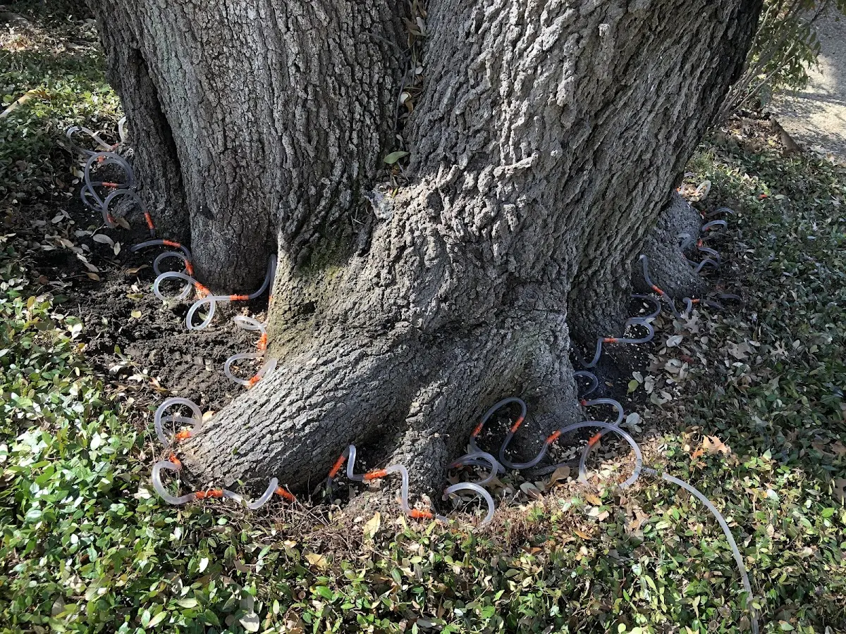 Detailed Tree Cabling and Bracing job site in Fancy Gap