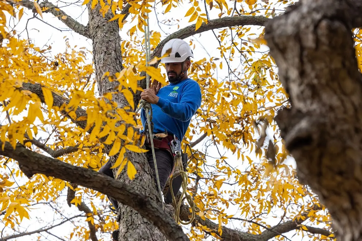 Skilled Tree Transplanting crew working in Fancy Gap