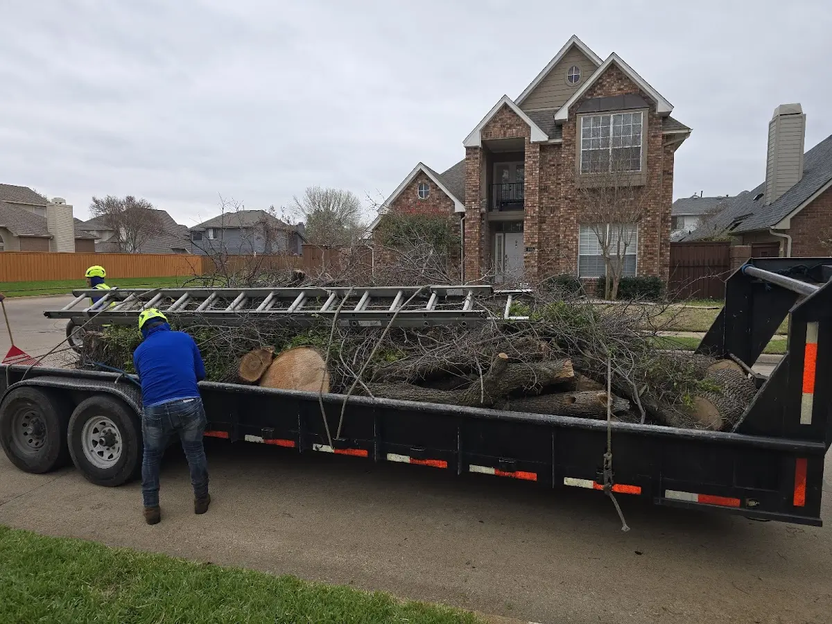 Expert Tree Removal with proper safety equipment in Fancy Gap